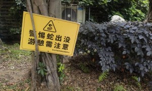 天降2米大蛇吓坏打牌阿姨，“硬核”大爷徒手逮住一顿抡摔！专家：不建议这样处理